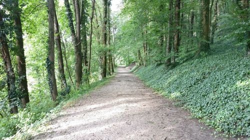 Dirt road passing through forest