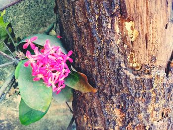 Close-up of pink flower on tree trunk