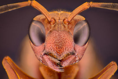 Close-up of an animal