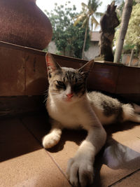 Portrait of cat sitting on tiled floor