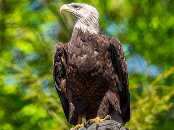 Close-up of eagle perching outdoors