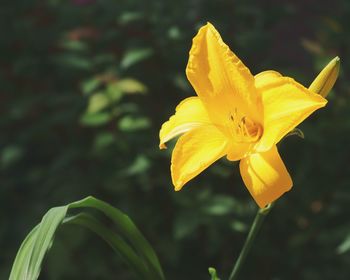 Close-up of yellow flower blooming outdoors