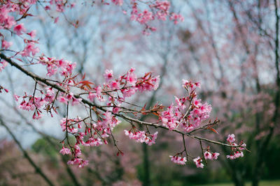 Close-up of pink cherry blossom