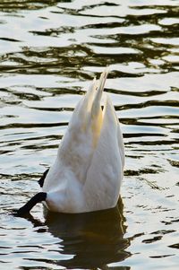 Swan swimming in lake