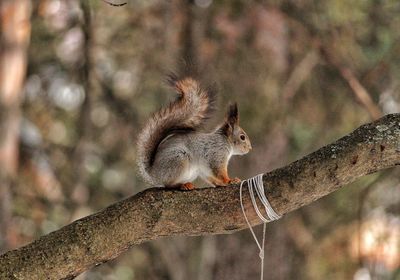 Squirrel on a tree