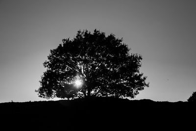 Low angle view of silhouette tree against clear sky at night