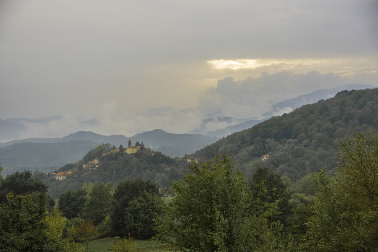 SCENIC VIEW OF FOREST