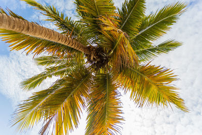 Low angle view of palm tree against sky