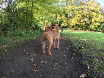 Irish terrier on footpath by plants at park