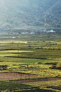 Scenic view of agricultural field