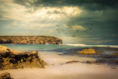 Birds flying over beach against sky