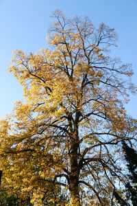 Low angle view of flower tree against clear sky