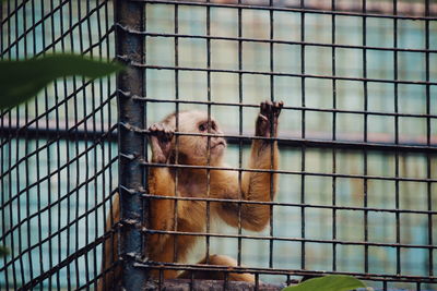 Close-up of giraffe in cage