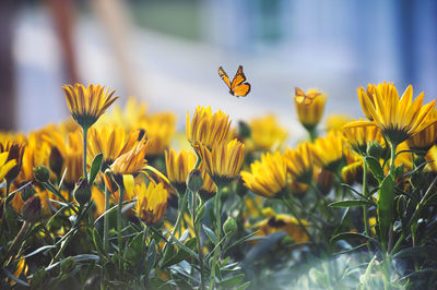 Bee pollinating flower