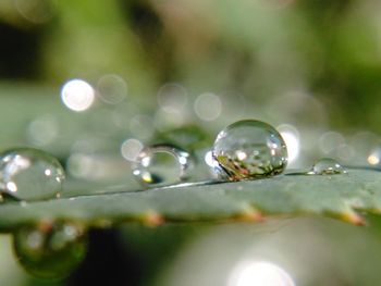 Close-up of water drops on plant