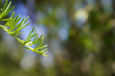 Close-up of pine tree