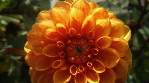 Close-up of flower blooming outdoors