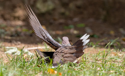 Close-up of bird on land