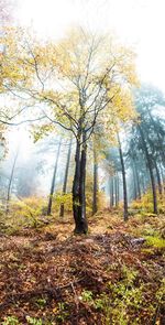 Trees in forest during autumn