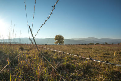 Scenic view of field against clear sky