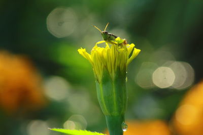 Close-up of insect on yellow flower