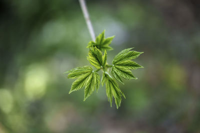 Close-up of plant