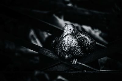 Close-up of owl perching on tree