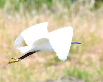 Close-up of bird flying