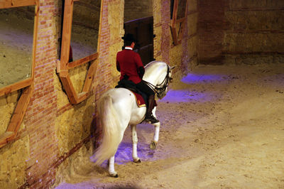 Man riding a white spanish horse in cordoba