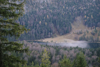 Panoramic view of pine trees in forest