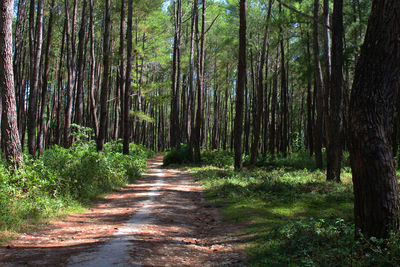 Footpath amidst trees in forest