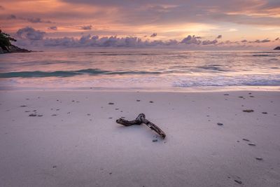 Driftwood on beach against sky during sunset