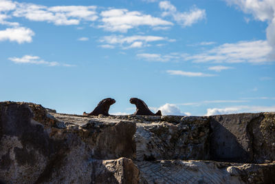 Low angle view of birds on rock against sky