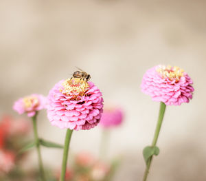 Close-up of insect on pink flower