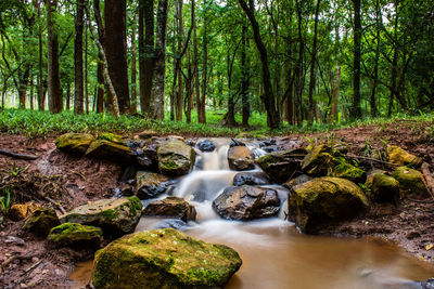 Stream amidst trees in forest