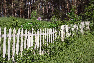 Plants and trees growing by fence