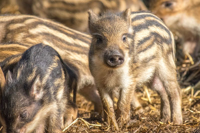 Portrait of wild boar