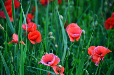 Close-up of red poppy blooming in field