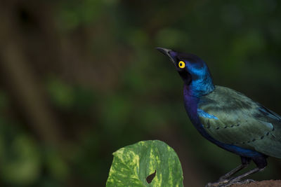 Close-up of bird perching on plant