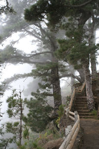 Low angle view of pine trees in forest