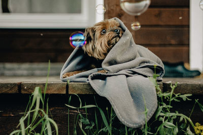 Dog looking away while sitting on seat