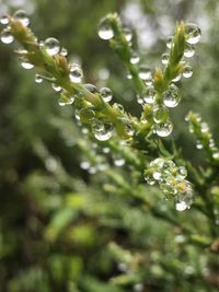 Close-up of water drops on plant