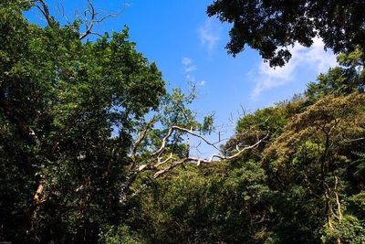 Low angle view of trees against sky