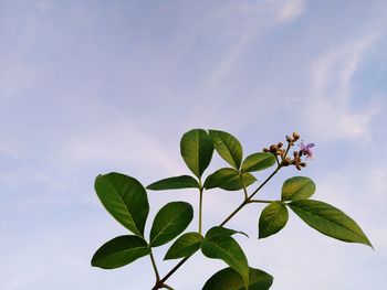 Low angle view of flowering plant against sky