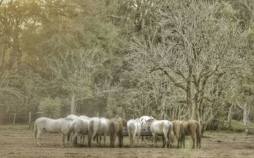 Horses grazing on field