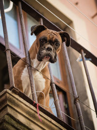 Low angle portrait of boxer dog standing in balcony