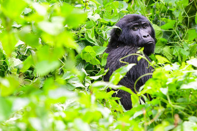 Portrait of chimpanzee amidst plants