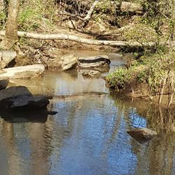 High angle view of bird in water