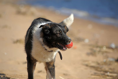 Close-up of dog looking away