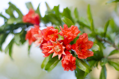 Close-up of red flowers blooming outdoors